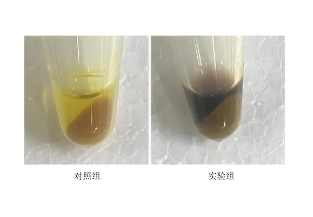 菌株