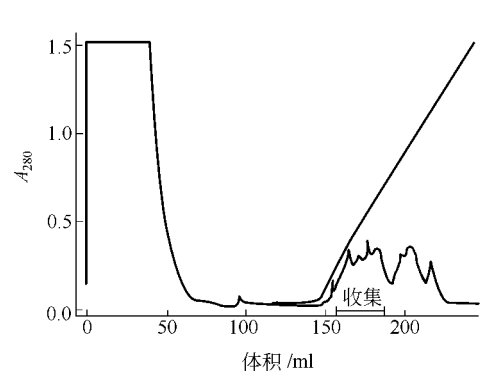 E.coli中RNA聚合酶的提取和纯化