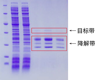 截短条带