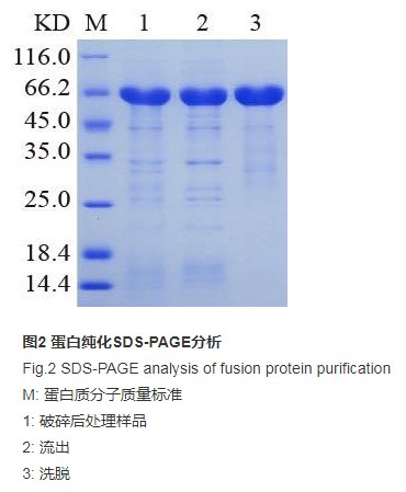 蛋白纯化