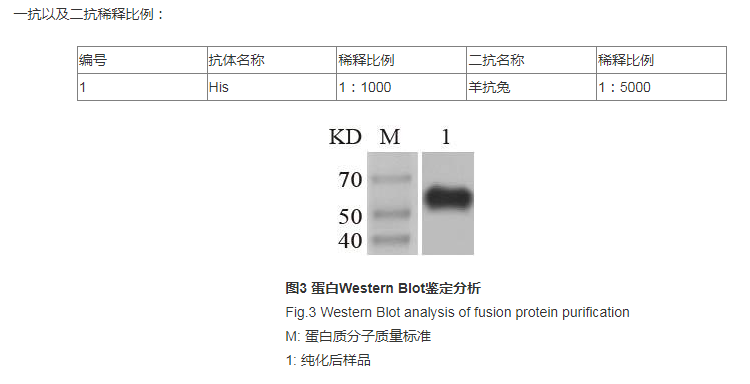 蛋白Western Blot鉴定分析