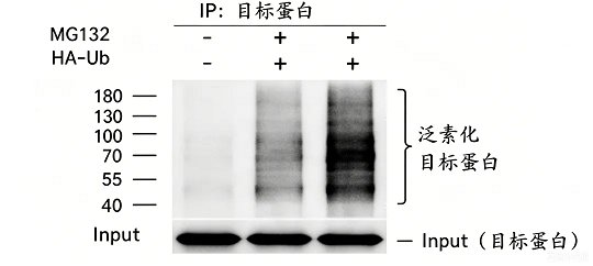 泛素化检测（IP-WB）