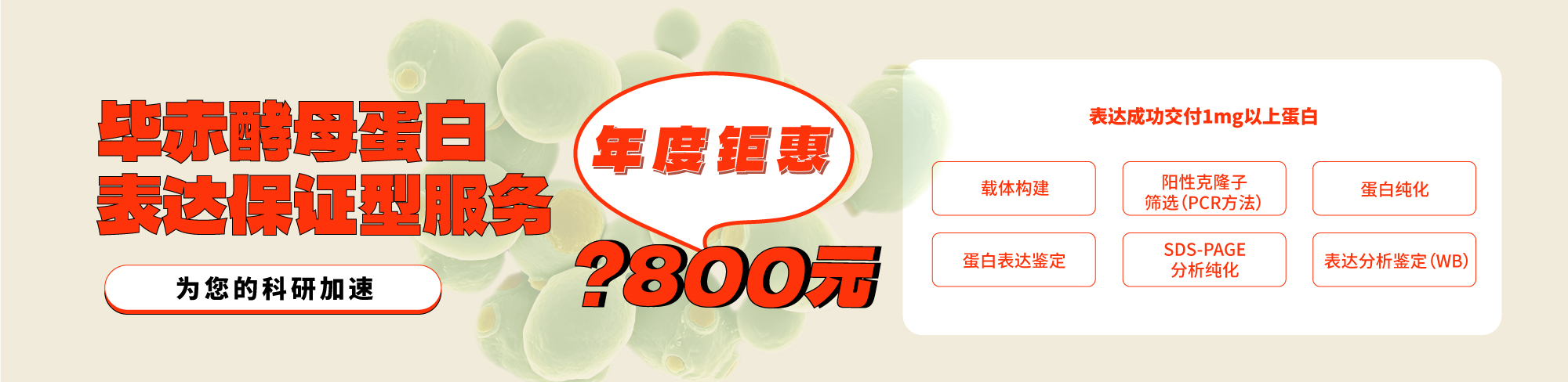 毕赤酵母蛋白表达