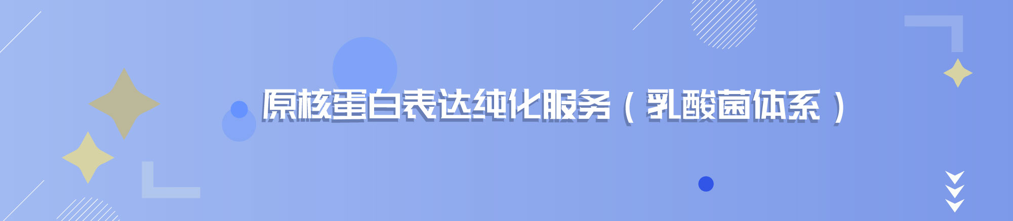 乳酸菌蛋白表达