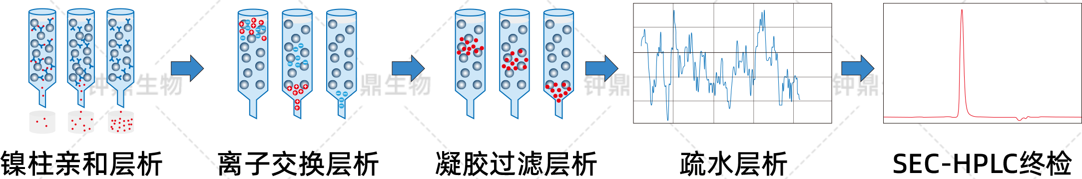 蛋白纯化