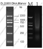 mRNA 分离结果