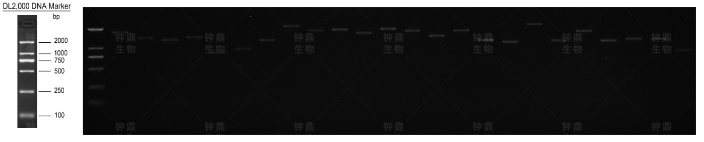 初级文库重组率电泳