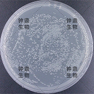 次级文库库容量平板 (Amp抗性)