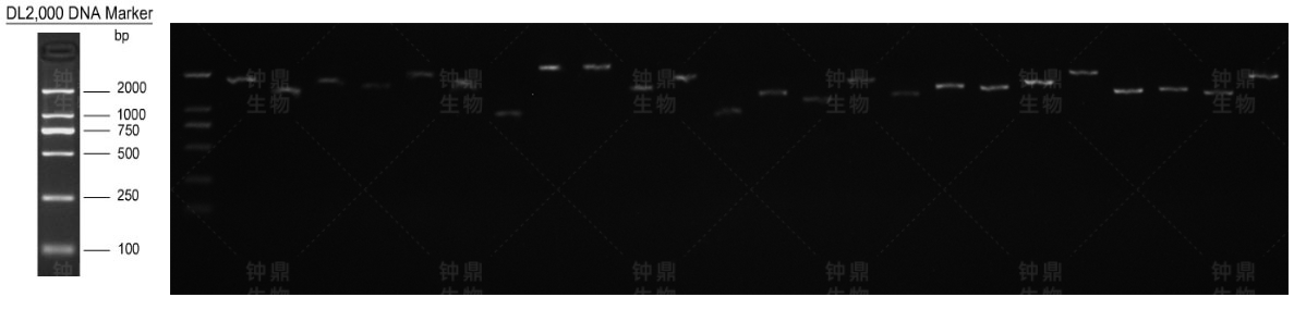 次级文库重组率