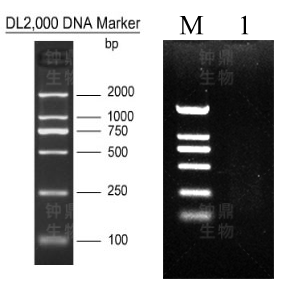 mRNA 分离结果