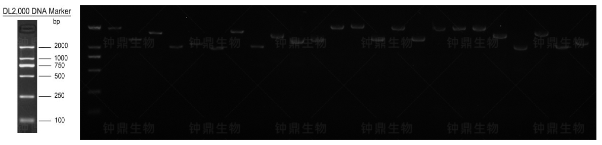 初级文库重组率电泳