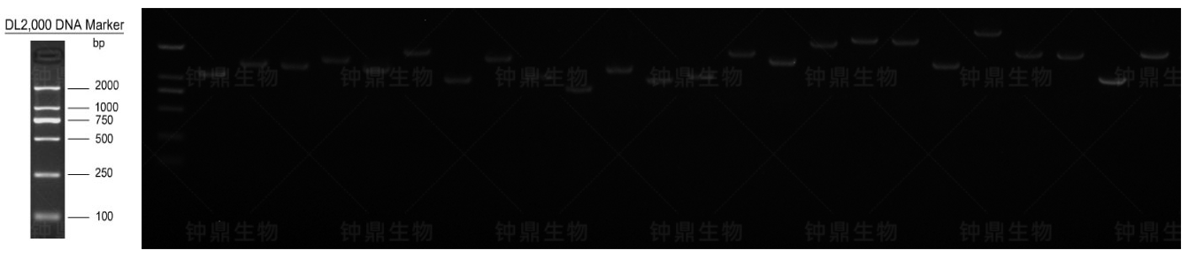 次级文库重组率