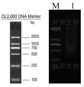 mRNA 分离结果