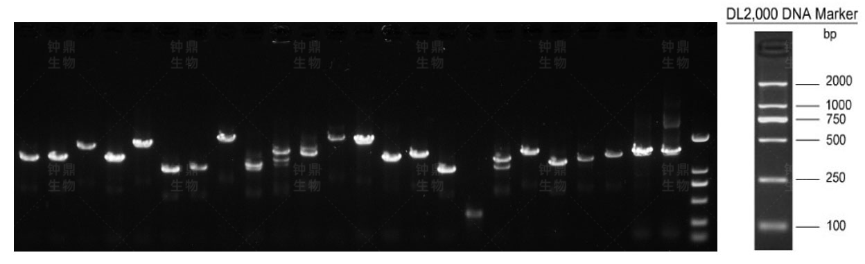 初级文库重组率电泳
