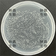 次级文库库容量平板 (Amp抗性)