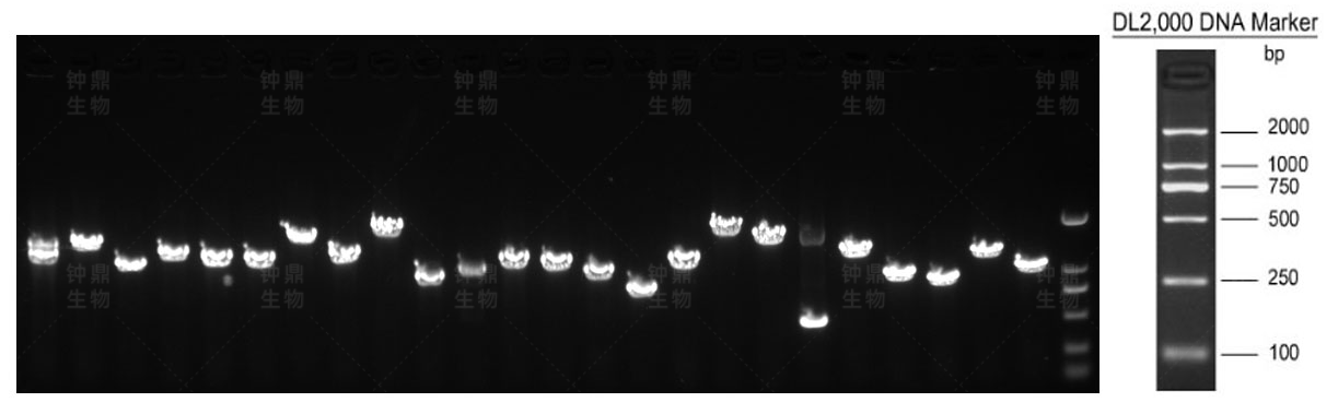 次级文库重组率