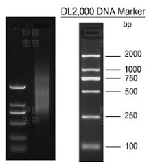 mRNA 分离结果