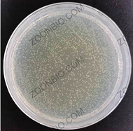 次级文库库容量平板 (Amp抗性)