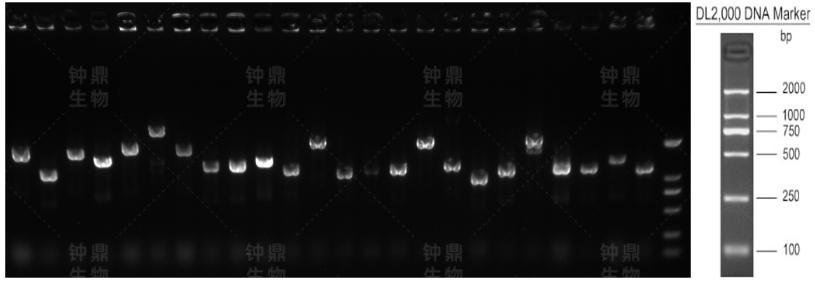初级文库重组率电泳