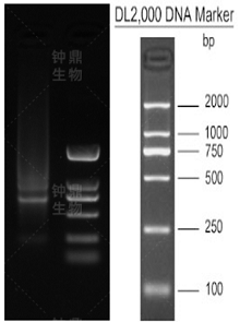 mRNA 分离结果