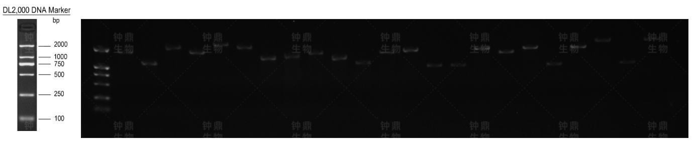 初级文库重组率电泳