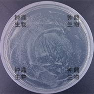 次级文库库容量平板 (Amp抗性)