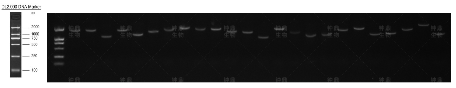 次级文库重组率