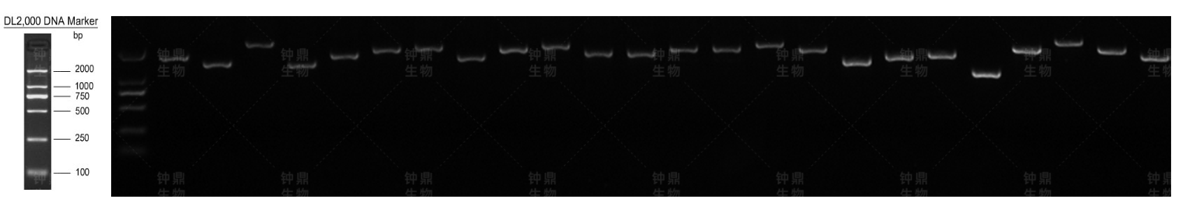 初级文库重组率电泳