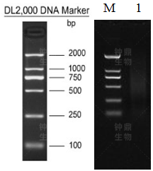 mRNA 分离结果